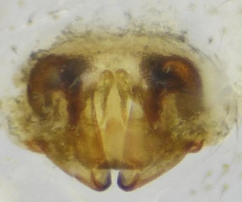 Diplocephalus picinus